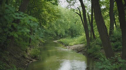 Serene creek flows through lush green forest.