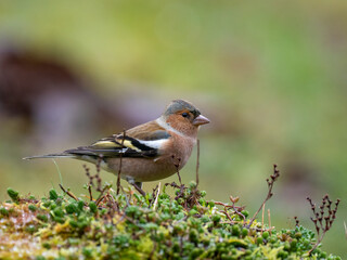 Buchfink (Fringilla coelebs)