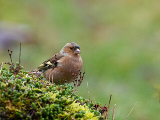 Buchfink (Fringilla coelebs)