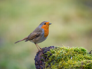 Rotkehlchen (Erithacus rubecula)