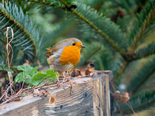 Rotkehlchen (Erithacus rubecula)