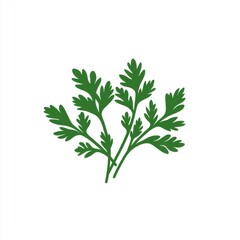 Fresh green cilantro sprigs on a white background, perfect for culinary use.