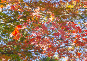 桜山公園　紅葉風景　紅葉　もみじ
紅葉狩り２