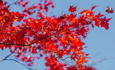 桜山公園　紅葉風景　紅葉　もみじ
紅葉狩り２