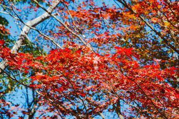 桜山公園　紅葉風景　紅葉　もみじ
紅葉狩り２
