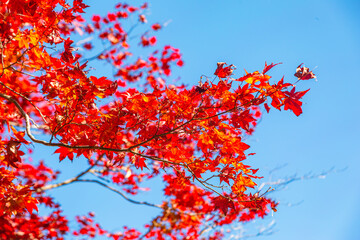 桜山公園　紅葉風景　紅葉　もみじ
紅葉狩り２