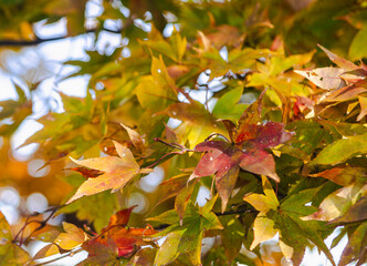 桜山公園　紅葉風景　紅葉　もみじ
紅葉狩り２
