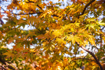 桜山公園　紅葉風景　紅葉　もみじ
紅葉狩り２