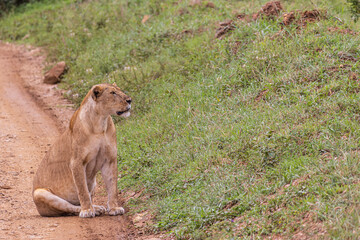 Female lion with lots of mosquitoes on his snout sitting along the road scanning the savannah envirionment in Serengeti in Tanzania, East Africa