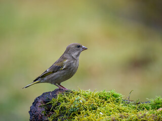 Grünfink (Chloris chloris)