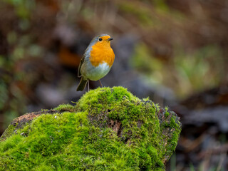 Rotkehlchen (Erithacus rubecula)