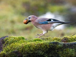 Eichelhäher (Garrulus glandarius)