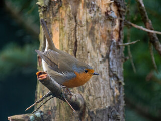 Rotkehlchen (Erithacus rubecula)