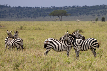 Zebra couples hugging each other in grassland Safari in Serengeti in Tanzania, East Africa