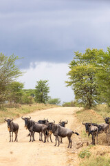 Wildebeest crossing the road during great migration in Serengeti in Tanzania, East Africa