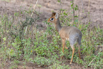 Safari in Serengeti in Tanzania, East Africa