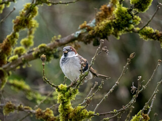 Fototapeta premium Haussperling (Passer domesticus)