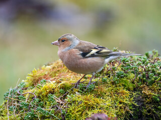 Buchfink (Fringilla coelebs)