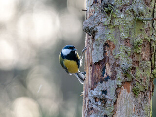 Kohlmeise (Parus major)