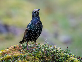 Star (Sturnus vulgaris)