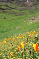 Obraz premium a field of red and yellow wild tulips in the mountains