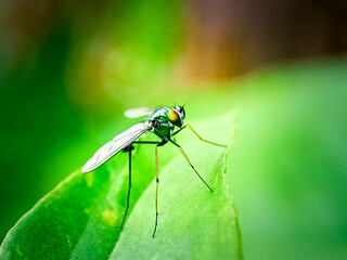 long legged fly (Condylostylus sipho)