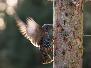 Star (Sturnus vulgaris)