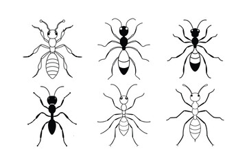 Harvester Ant (Pogonomyrmex) design, labeled line art vector illustration.