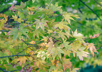 桜山公園　紅葉風景　紅葉　もみじ
紅葉狩り３