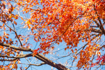 桜山公園　紅葉風景　紅葉　もみじ
紅葉狩り３