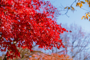 桜山公園　紅葉風景　紅葉　もみじ
紅葉狩り３
