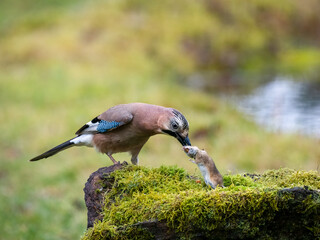 Eichelhäher (Garrulus glandarius) mit Waldmaus
