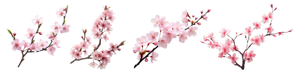 Obraz premium Sakura cherry blossom branch png cut out element set, transparent background