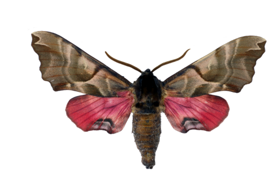 A hawk moth Smerinthus kindermannii displays its striking wings with pink and brown patterns while resting. Its intricate design showcases nature\'s beauty.