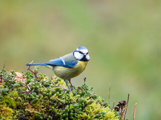 Blaumeise (Cyanistes caeruleu)