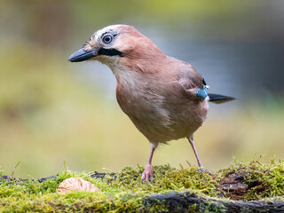 Eichelhäher (Garrulus glandarius)