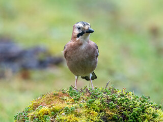 Eichelhäher (Garrulus glandarius)