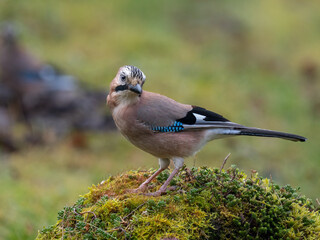 Eichelhäher (Garrulus glandarius)