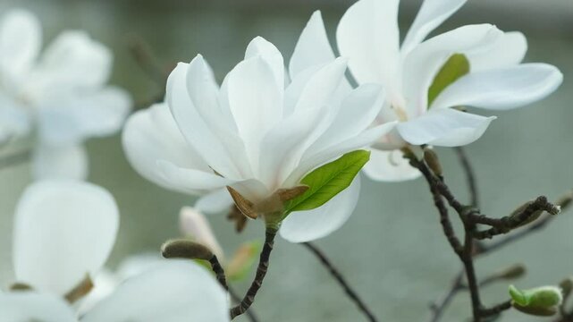 Beautiful white magnolia flowers move in the wind slow motion close up