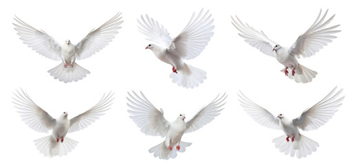 Dove bird png cut out element set, transparent background