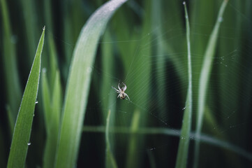 A spider on a web and blur green background