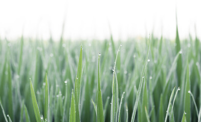 Water drops on green rice leaves