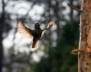Star (Sturnus vulgaris)
