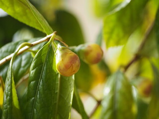 黄色い花　キンカチャ