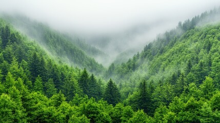 Fototapeta premium Foggy green forest in valley.