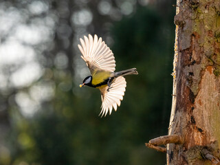 Kohlmeise (Parus major)     