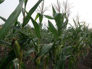 corn plants. corn in the corn plantation field. fertile and large