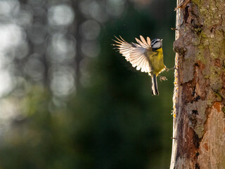 Blaumeise (Cyanistes caeruleu)