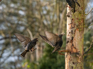 Star (Sturnus vulgaris)