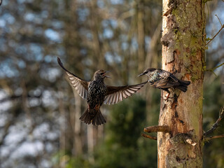Star (Sturnus vulgaris)